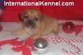 International Kennel Club image 5