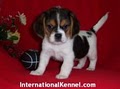 International Kennel Club image 6