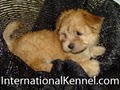 International Kennel Club image 7
