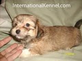 International Kennel Club image 8