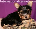 International Kennel Club image 9
