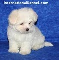 International Kennel Club image 10