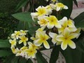 Island Plumeria image 4