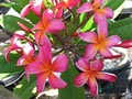 Island Plumeria image 5
