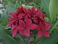 Island Plumeria image 6