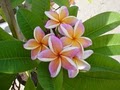 Island Plumeria image 7