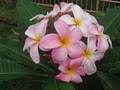 Island Plumeria image 8