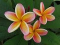 Island Plumeria image 9