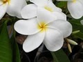 Island Plumeria image 10