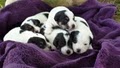 Jacks Or Better Parson (Jack) Russell Terriers image 2