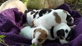 Jacks Or Better Parson (Jack) Russell Terriers image 3
