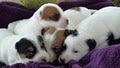 Jacks Or Better Parson (Jack) Russell Terriers image 1