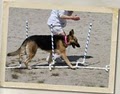 K9 Basics Dog Training, LLC image 5