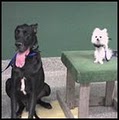 K9 Basics Dog Training, LLC image 9