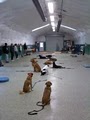 K9 Basics Dog Training, LLC image 1