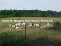 Kathy M. Huggins Boer Goats image 1