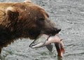 Katmai Air Services image 3