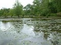 Kenilworth Aquatic Gardens image 2