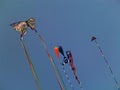 Kitt Kites image 1