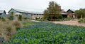 Lady Bird Johnson Wildflower image 1