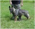 Law German Shepherds image 2