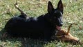 Law German Shepherds image 3