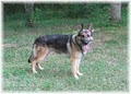 Law German Shepherds image 4