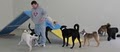 Leader of the Pack Canine Institute Dog Training & Dog Day Care Allentown image 2