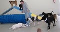 Leader of the Pack Canine Institute Dog Training & Dog Day Care Allentown image 3
