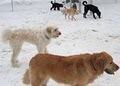 Leader of the Pack Canine Institute Dog Training & Dog Day Care Allentown image 7