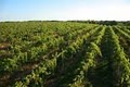 Les Bourgeois Vineyards image 2