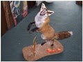 Lifelike Taxidermy image 1