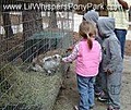 Lil Whispers Pony Park image 7