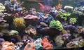Limited Edition Corals Aquarium Maintenance image 1