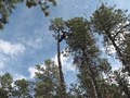 Lind Tree Service image 3