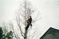 Lind Tree Service image 4