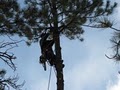Lind Tree Service image 1