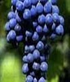 Little Raven Vineyards image 4
