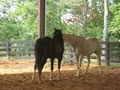 Lonesome Creek Stables Equine Training Center image 3