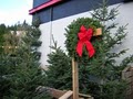 MJW Services, Christmas Trees  Delivery & Set up image 3