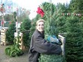 MJW Services, Christmas Trees  Delivery & Set up image 1