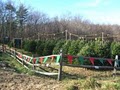 MacKay Christmas Trees image 4