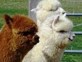 Maple View Farm Alpacas image 3
