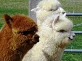 Maple View Farm Alpacas image 3