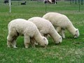 Maple View Farm Alpacas image 9