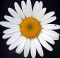 Minton's Flowers By Kristi logo