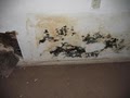 Mold Damage Inspection-Testing-Management image 4