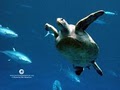 Monterey Bay Aquarium image 2