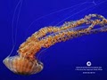 Monterey Bay Aquarium image 1