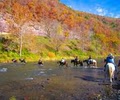 Mountain Trail Horse Center image 2